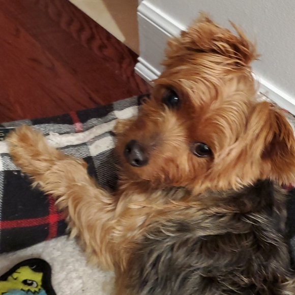 Meet your Posher, Maggie - Picture 2 of 2